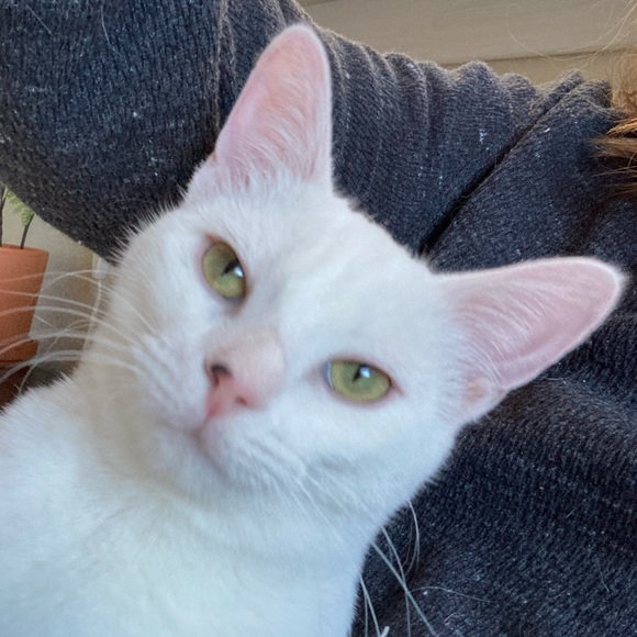 lulu_cat200